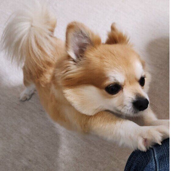 のびをする小型犬