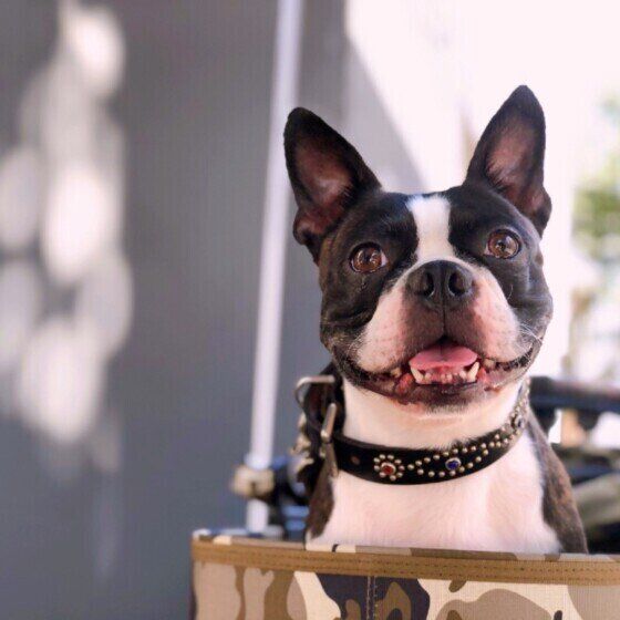 見つめるボストン・テリア