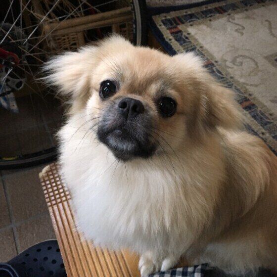 チベタン スパニエルの特徴と性格 飼い方 価格相場など 犬図鑑 いぬのきもちweb Magazine