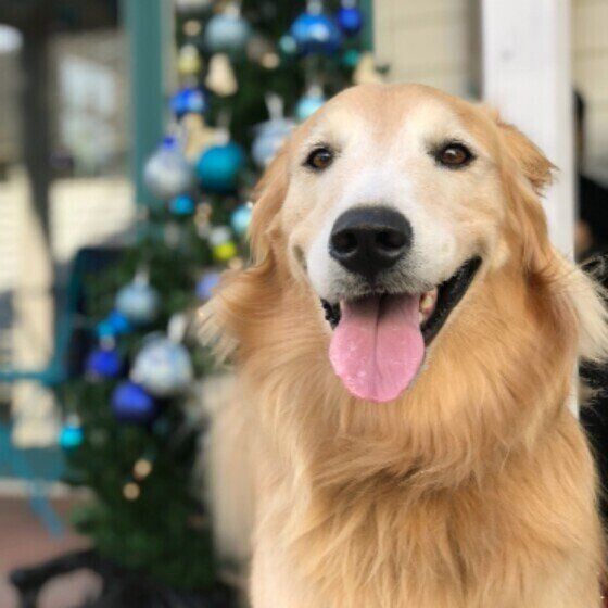 笑顔のゴールデン・レトリーバー