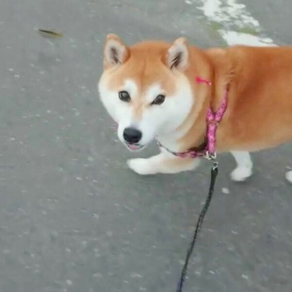 前を見ずに歩くチコちゃん
