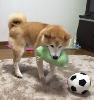 おもちゃを隠したい柴犬のくうちゃん