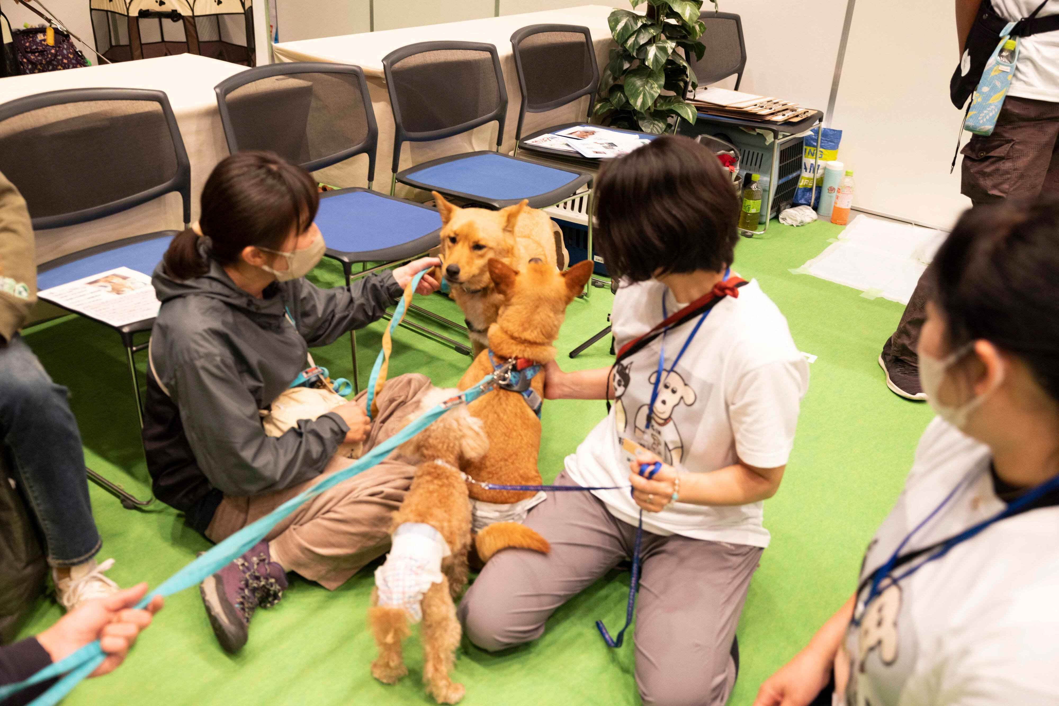 画像提供／パナソニック保護犬猫譲渡会事務局