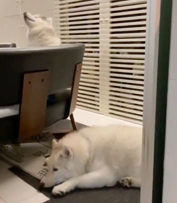 くつろぐグーちゃんと、飛び出すフィスくん