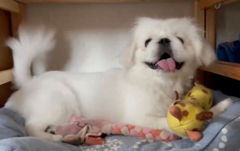 しっぽをフリフリするらいすくん