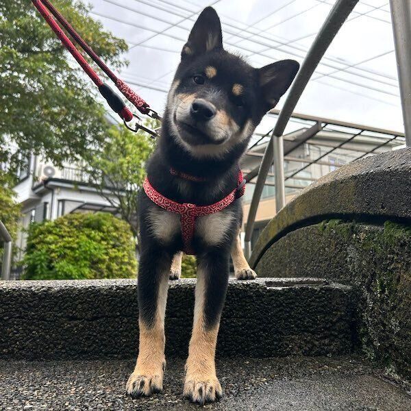 散歩中のアルくん