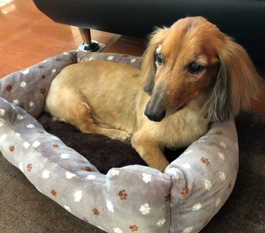 ペットベッドでまったりする愛犬