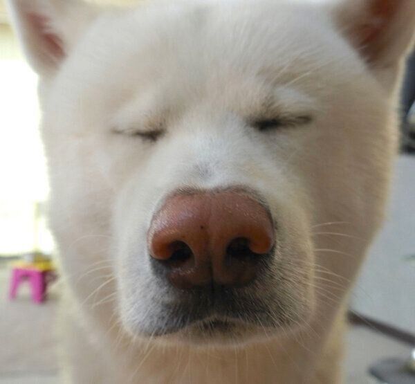 目を閉じるもんたろうくん