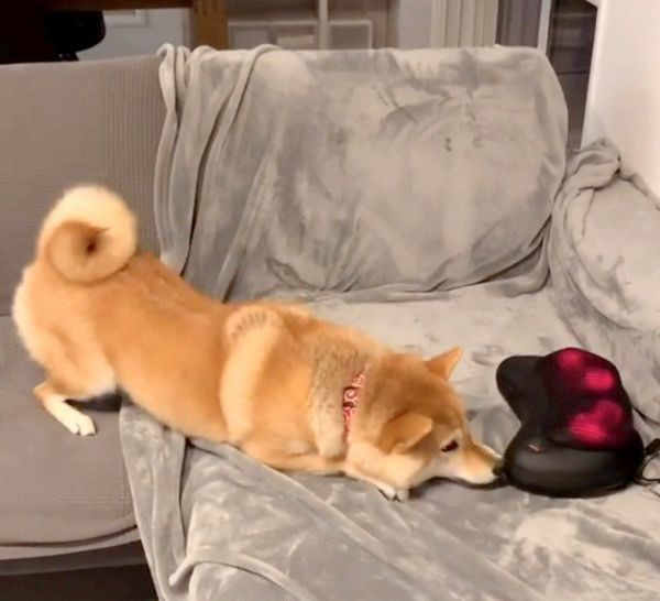 マッサージ器に興味津々な柴犬・味噌ちゃん