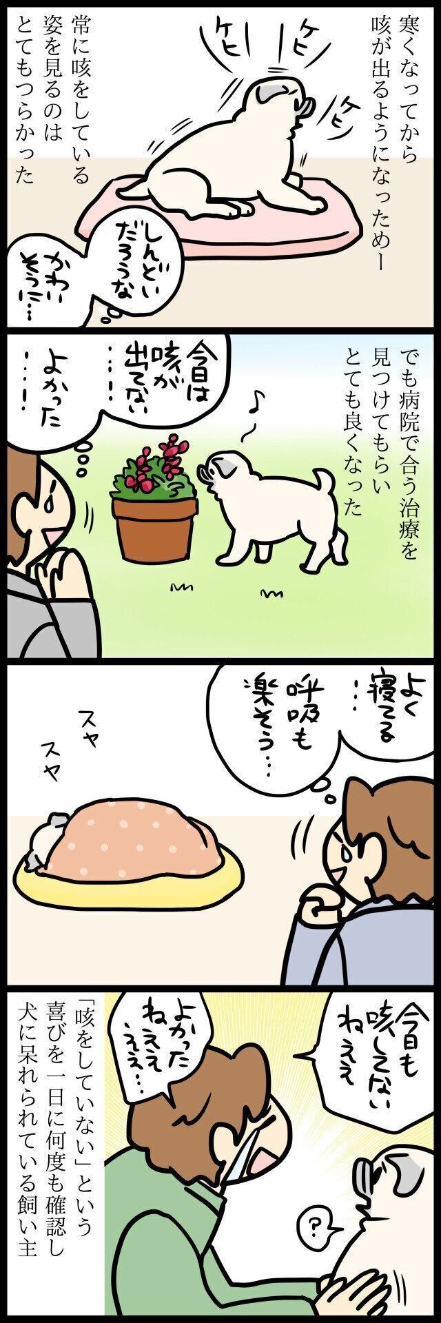 【連載】パグ犬・めー