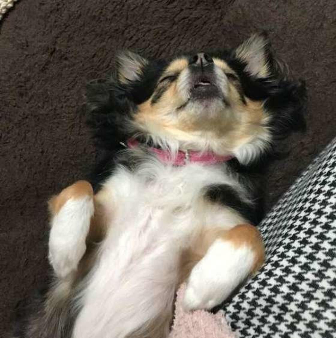 警戒心ゼロ 犬があおむけでゴロ ンとおなかを見せるしぐさ いぬのきもちweb Magazine 警戒心ゼロ 犬があおむけでゴロ ンとおなかを見せるしぐさ いぬのきもちweb Magazine