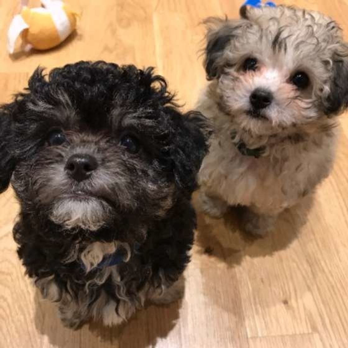 多頭飼い 経験者に聞く 犬同士が仲良くなれる秘訣って何 いぬのきもちweb Magazine 多頭飼い 経験者に聞く 犬同士が仲良くなれる秘訣って何 いぬのきもちweb Magazine