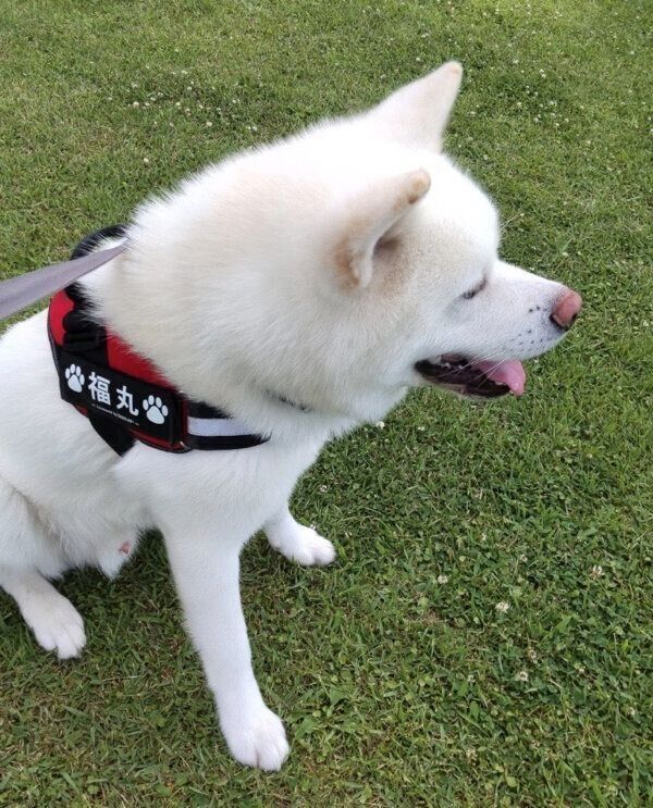 散歩をする福丸くん