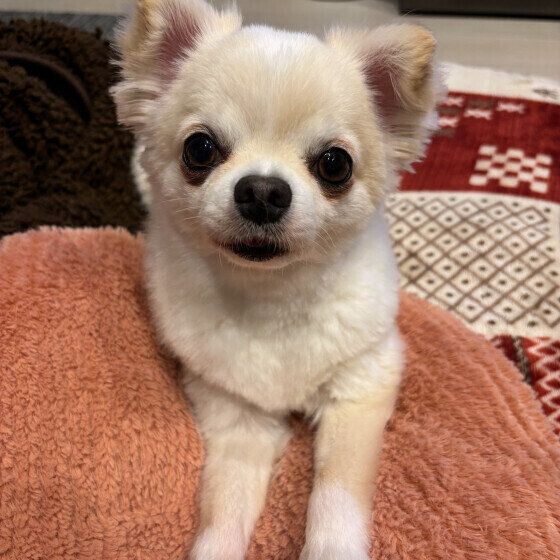 犬が老いると増えることは？ 犬の老いの変化やサインにどう向き合う？ いぬのきもち