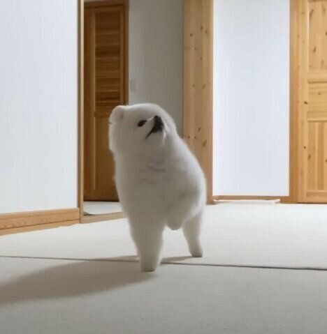 片足を上げるポメラニアン