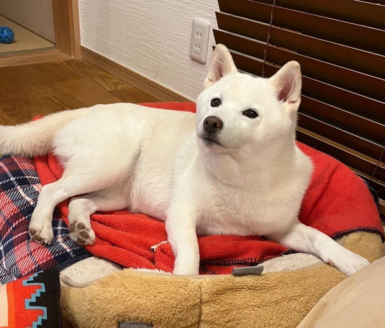 まったりする小豆ちゃん