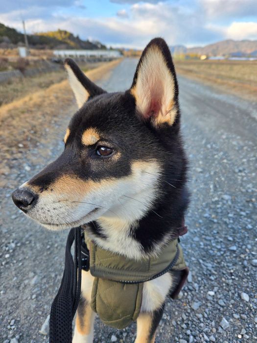 散歩中の柴犬の子犬