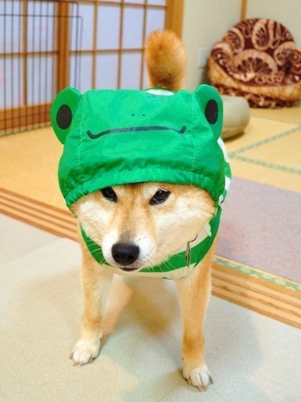 雨の日のお散歩だって 柴犬かぼすちゃんと一緒なら楽しいよ いぬのきもちweb Magazine 雨の日のお散歩だって 柴犬かぼすちゃんと一緒なら楽しいよ いぬのきもちweb Magazine