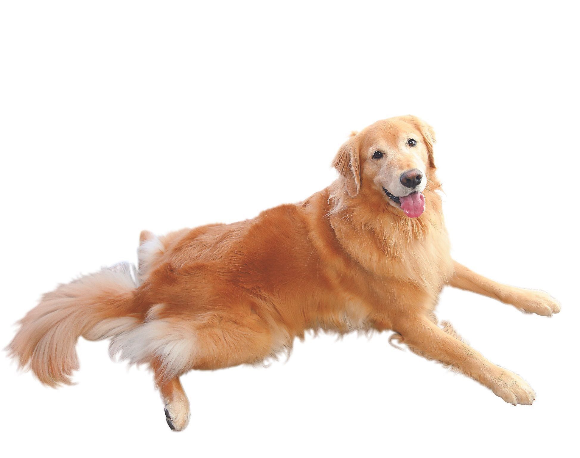 美しい体と輝く被毛が魅力