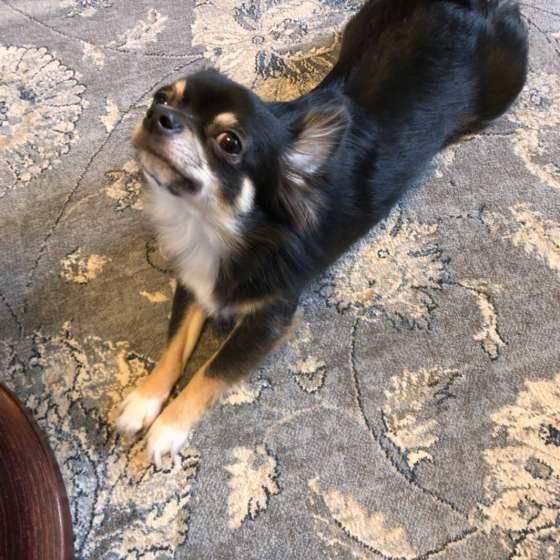 伸びをするチワワ