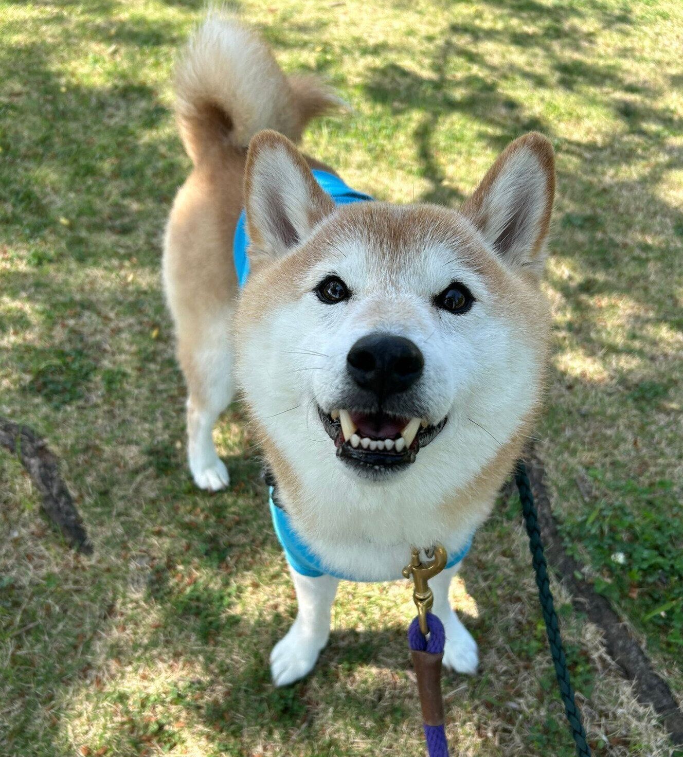 散歩するぽてとくん