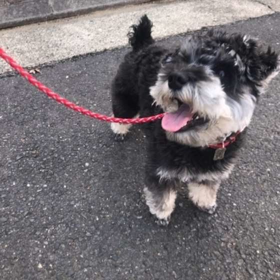 ミニチュア・シュナウザー