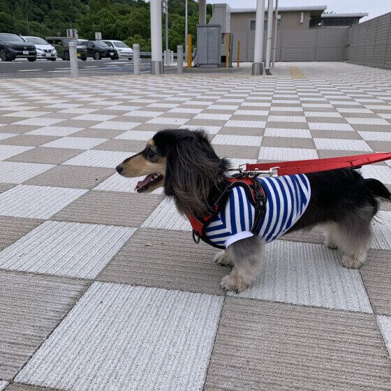 サービスエリアで休憩中のミニチュア・ダックスフンド