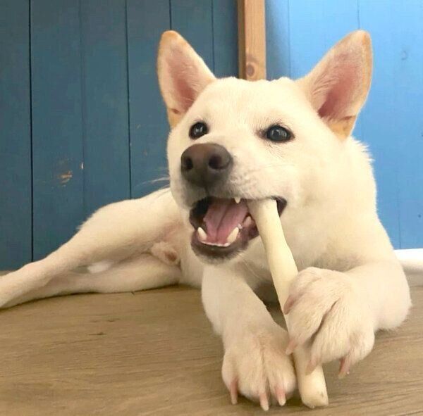 ガムを噛むおこめくん