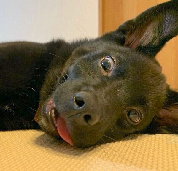 くつろぐはなちゃん