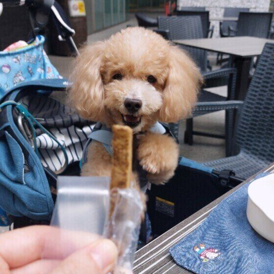 おやつを待つトイ・プードルのハービーくん