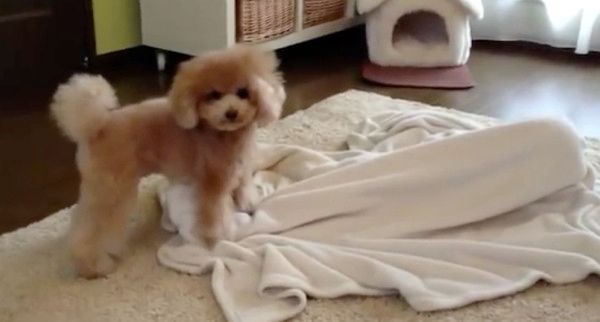 見つめるトイ・プードル