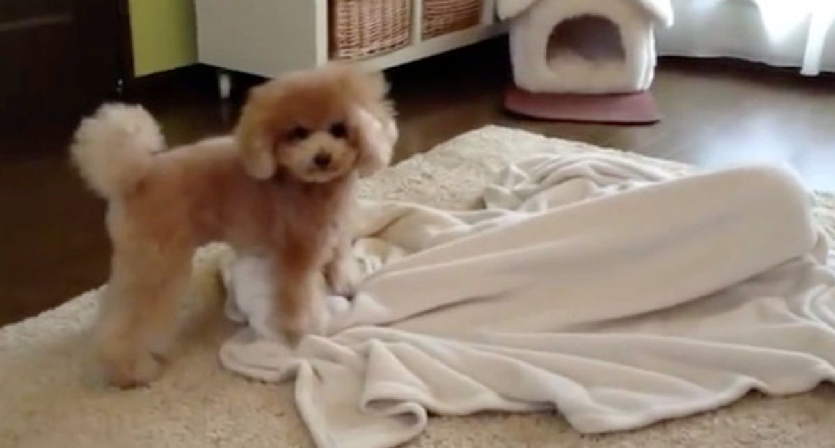 寝てないで遊ぼ お布団にくるまるコを起こそうと ワンコが必死に いぬのきもちweb Magazine 寝てないで遊ぼ お布団にくるまるコを起こそうと ワンコが必死に いぬのきもちweb Magazine