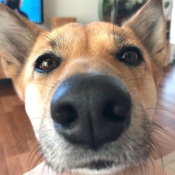 見つめるあずきちゃん