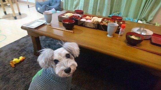 愛犬が食べ物で体調不良を起こした際の体験談