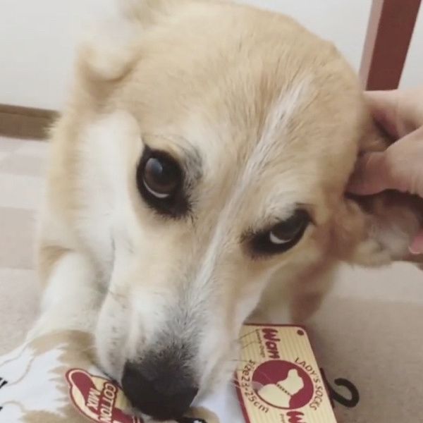 靴下をくわえて逃げ回る犬