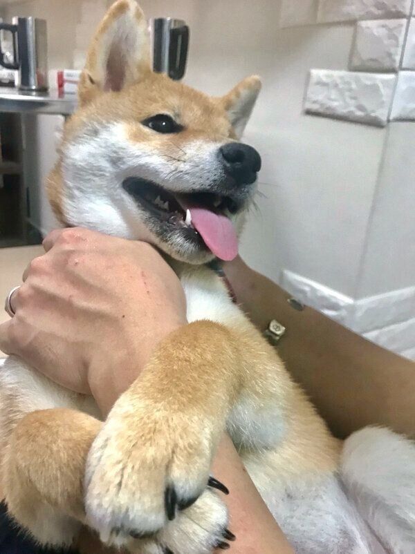 おねだりするこむぎくん