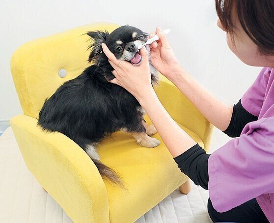 犬の歯みがき