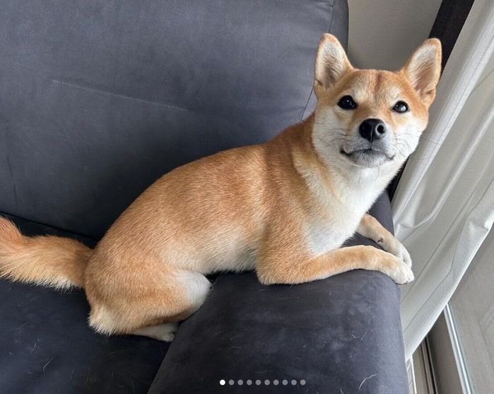 見つめるあじたまちゃん