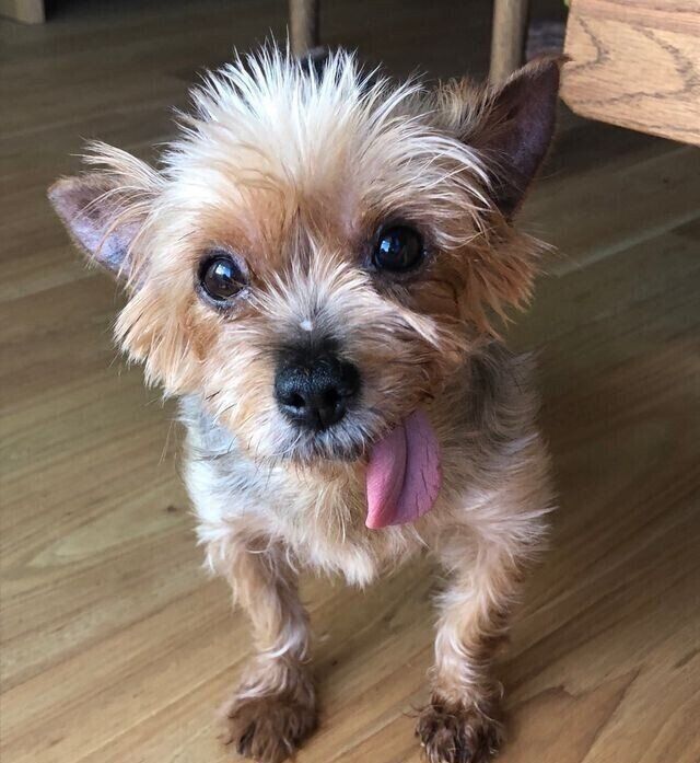 お迎えしたばかりのころのからあげちゃん。