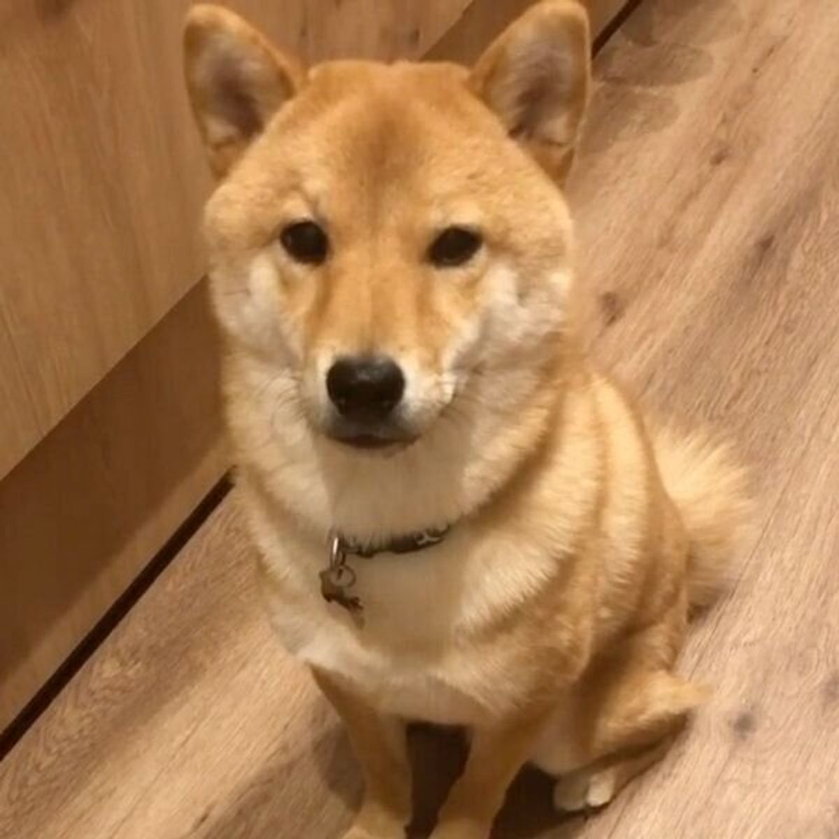 待て をしっかり守るおりこうさんの柴犬 ゴハンへの集中度が思わぬ結末に いぬのきもちweb Magazine 待て をしっかり守るおりこうさんの柴犬 ゴハンへの集中度が思わぬ結末に いぬのきもちweb Magazine