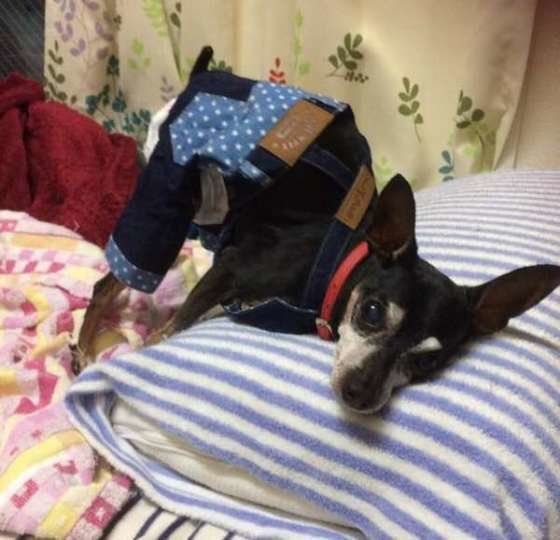 スリスリしている竜良ちゃん