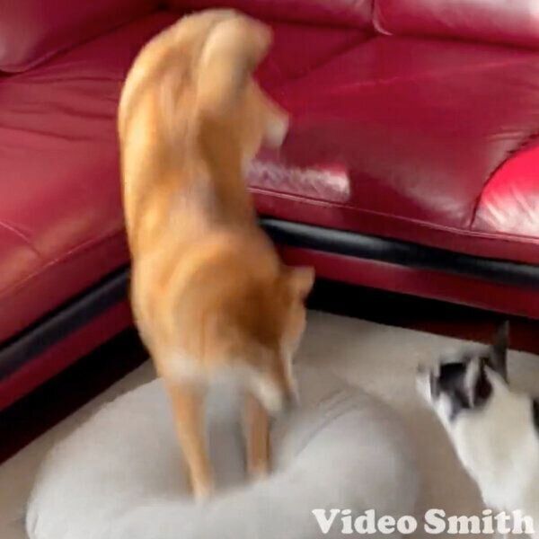 いくらちゃんに向かってジャンプするあずきちゃん