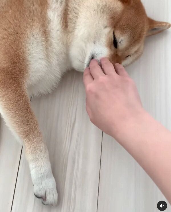 甘える味噌ちゃん