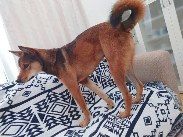 ソファに登る小次郎くん