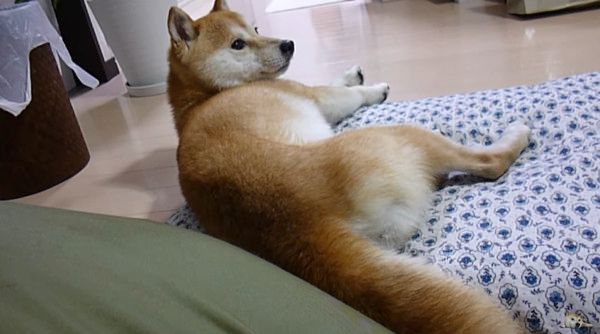 散歩の言葉に反応する柴犬