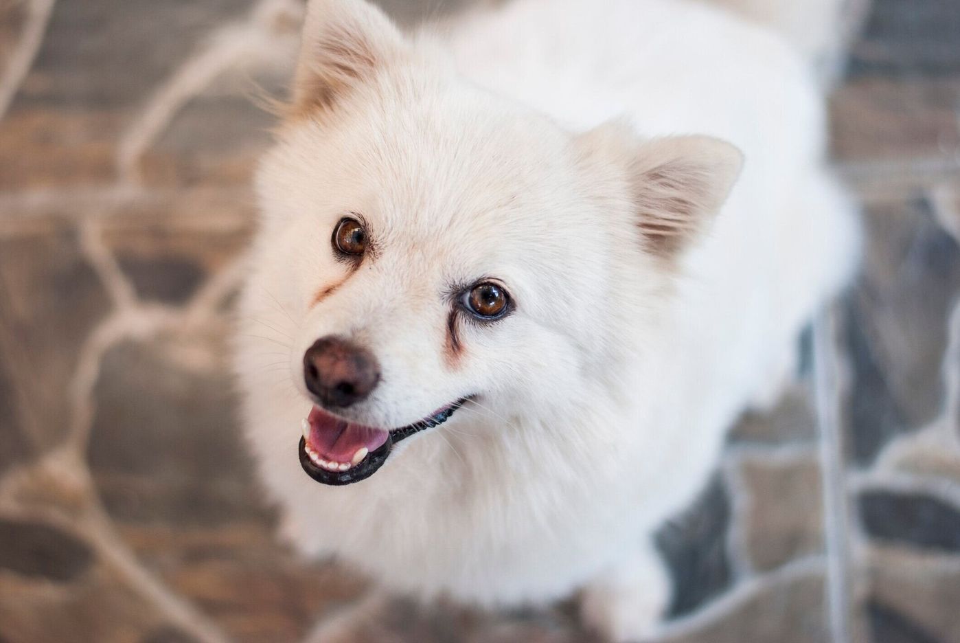 獣医師監修 犬が吐く原因は 危険な嘔吐の見分け方や対処法も解説 いぬのきもちweb Magazine 獣医師監修 犬が吐く原因は 危険な嘔吐の見分け方や対処法も解説 いぬのきもちweb Magazine