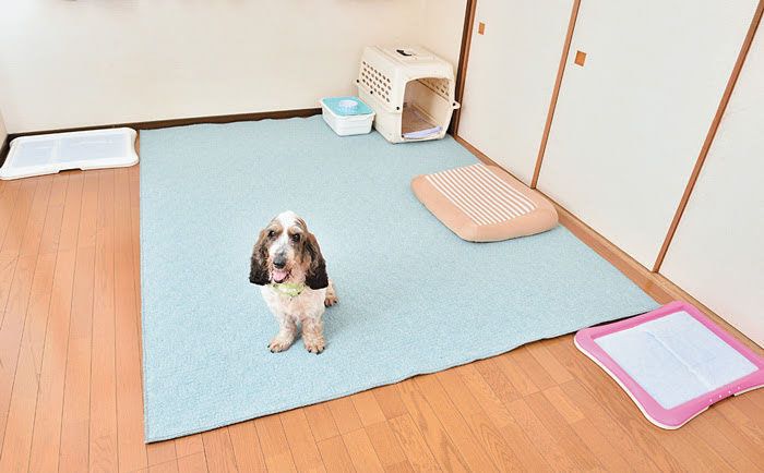 シニア犬のお留守番