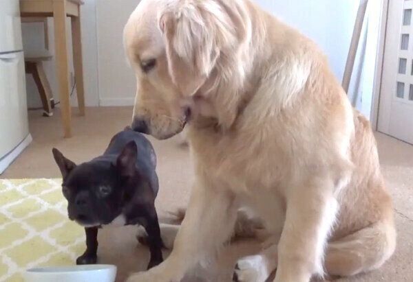 ゴハンを食べるさくらさんを見つめるハルくん