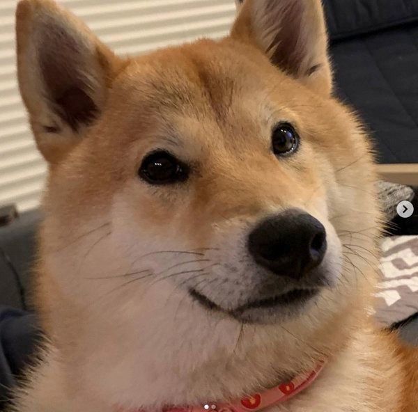 柴犬の味噌ちゃん