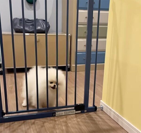 柵を突破しようとするむうちゃん